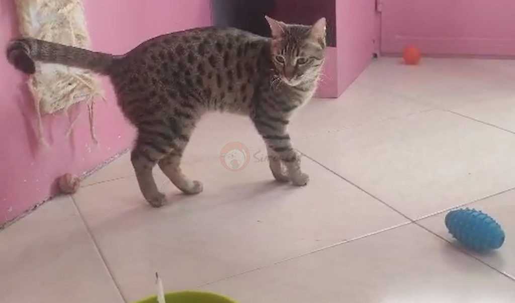 الدوز لجباز