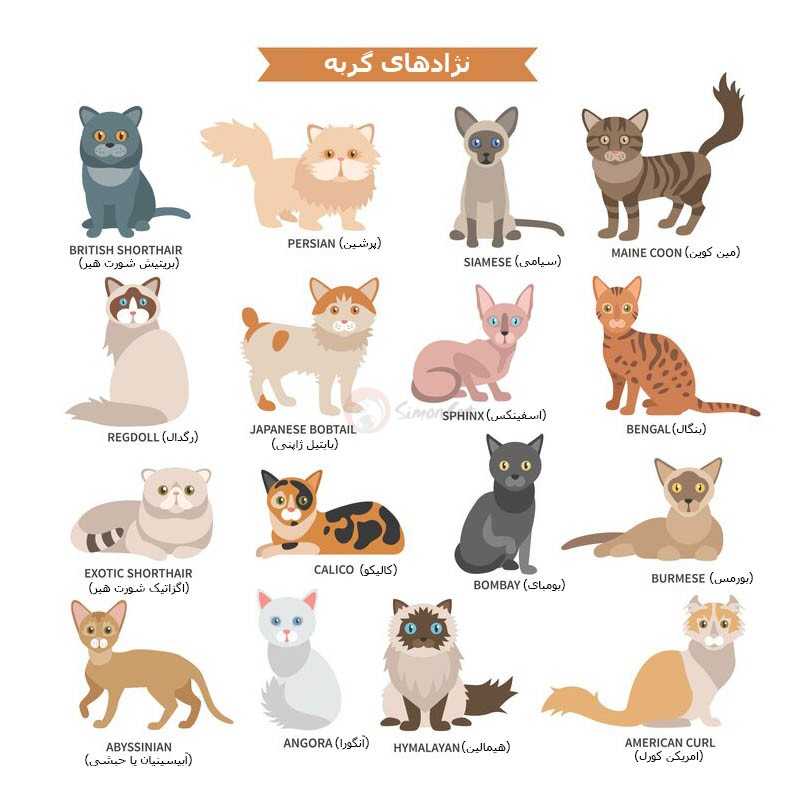 انواع نژاد گربه
