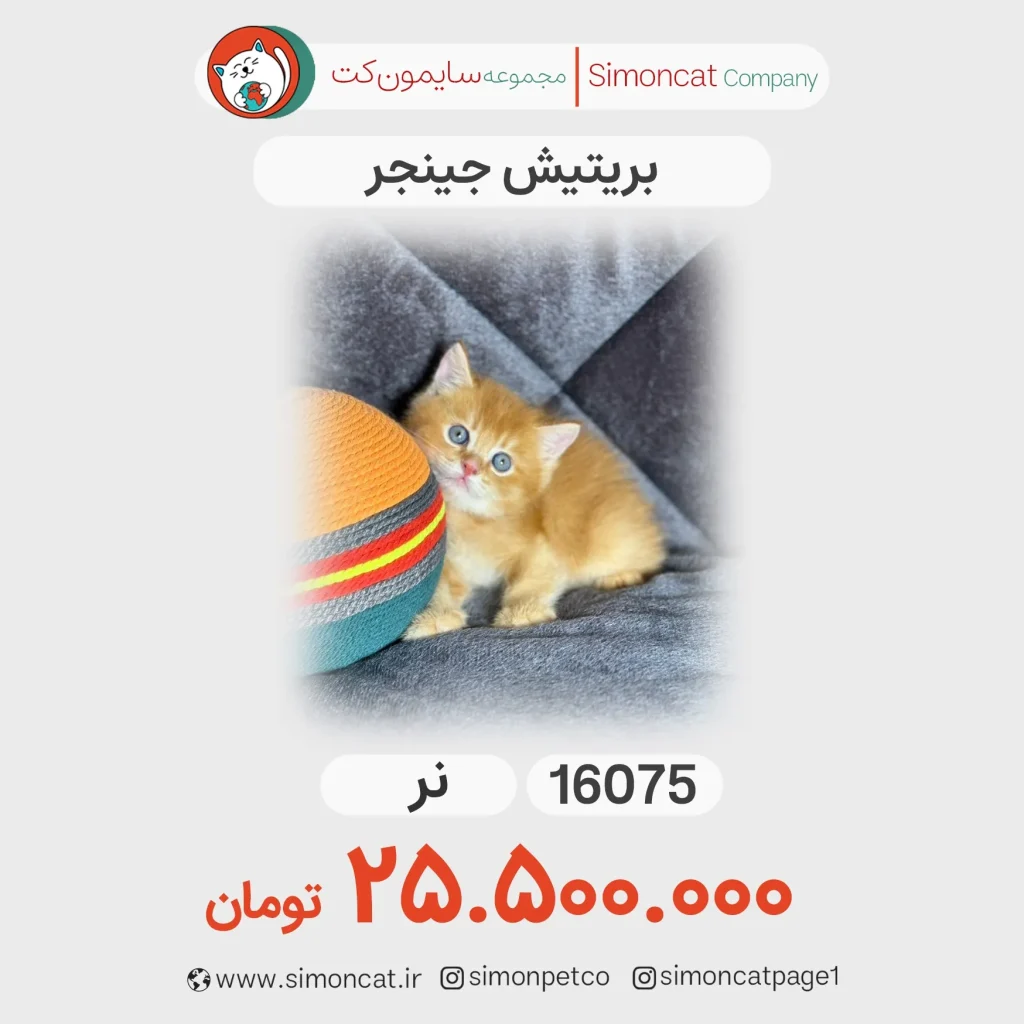 بریتیش جینجر کد 16075
