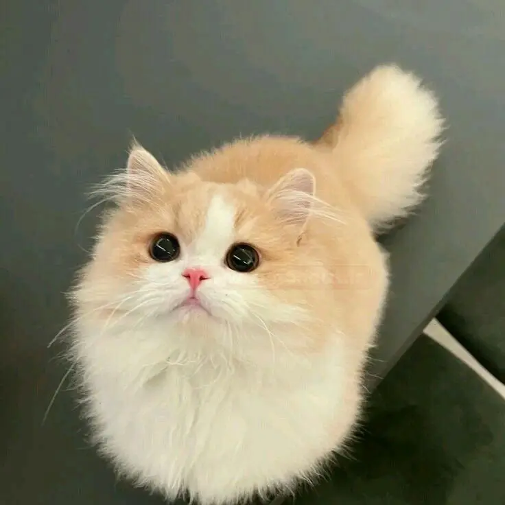 تصویر گربه ملوس