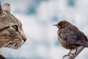 تصویر گربه ای در حال مشاهده محیط