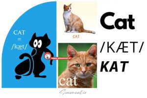 تلفظ گربه به انگلیسی