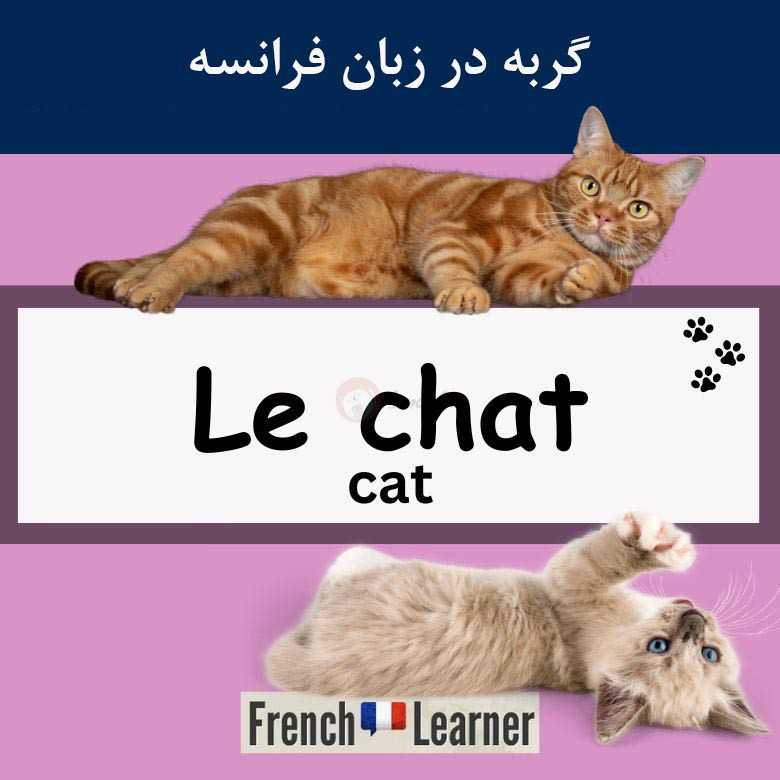 تلفظ گربه به فرانسوی