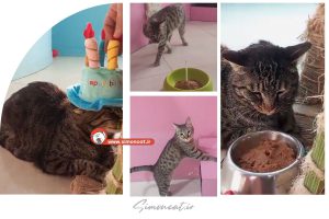 تولد گربه ای به نام الدوز