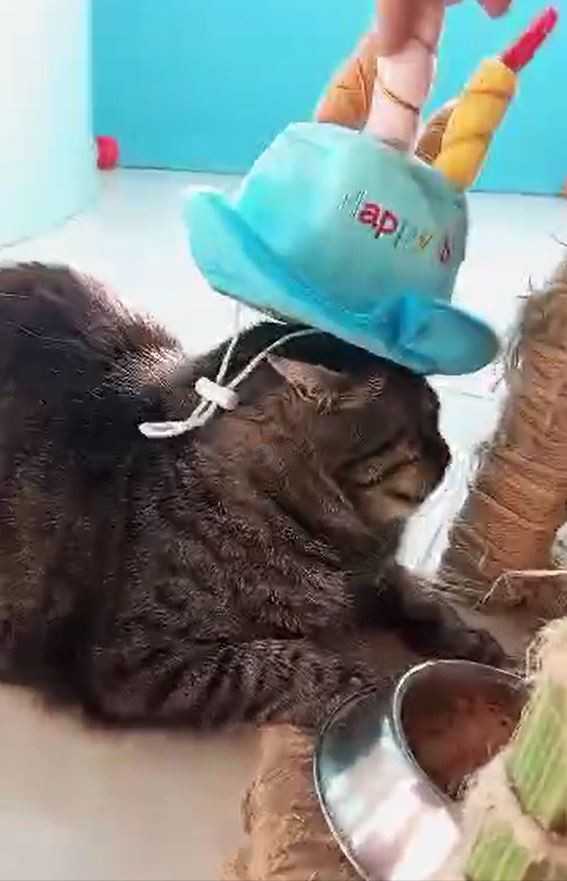 جشن تولد گربه ای به نام الدوز