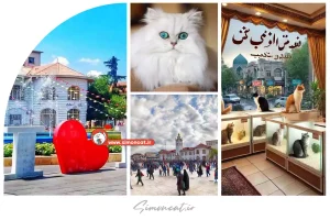 خرید گربه رشت