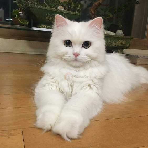 زیباترین پروفایل عکس گربه گوگولی