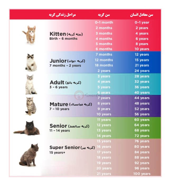 سن گربه ها نسبت به انسان
