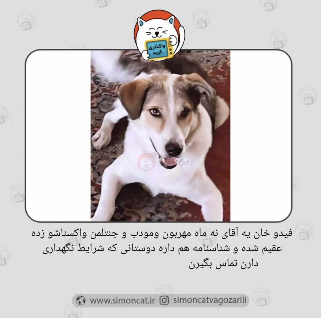 سگ واگذاری