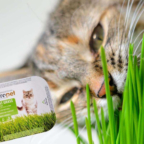 علف خوراکی گربه یوروپت