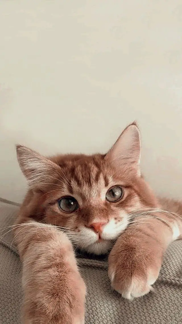 عکس گربه برای بک گراند