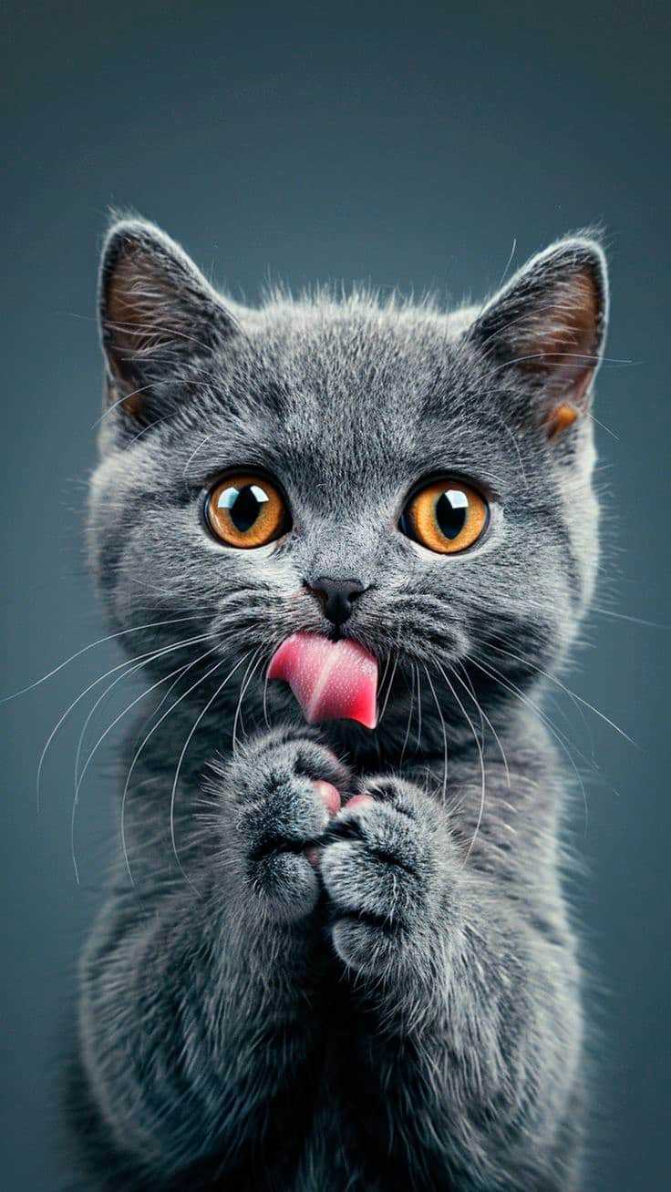 عکس گربه فانتزی برای پس زمینه