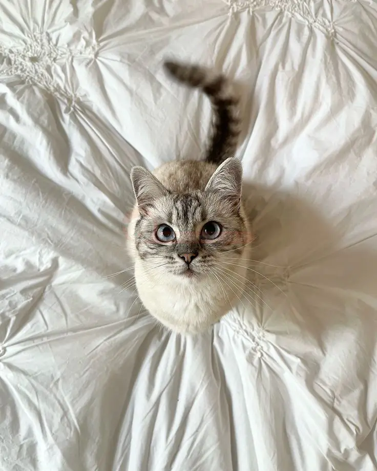 عکس گربه چشم آبی زیبا