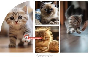 عکس گربه کوچولو بامزه