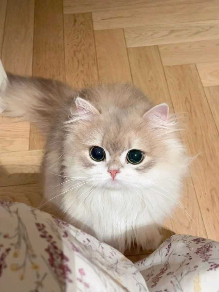 عکس گربه گوگولی بامزه