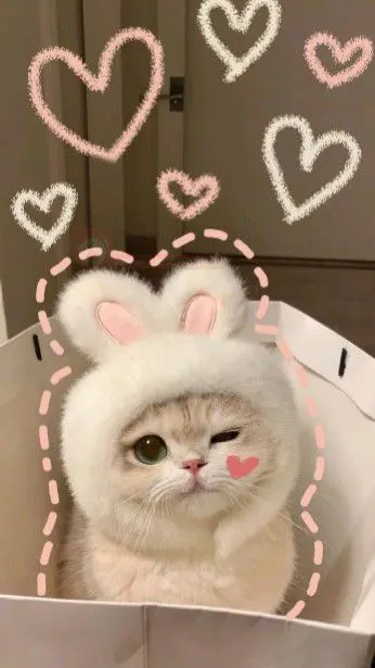 عکس گربه گوگولی برای پروفایل