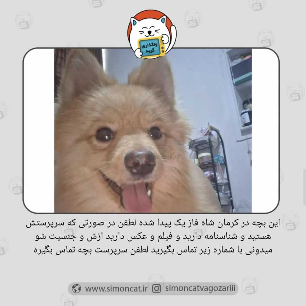 واگذاری حیوان خانگی
