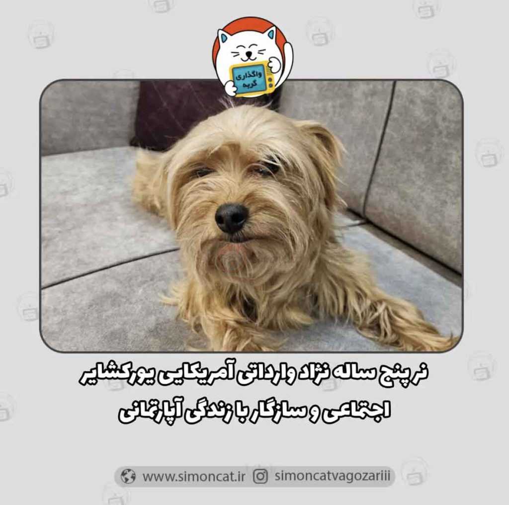 واگذاری رایگان سگ یورکشایر