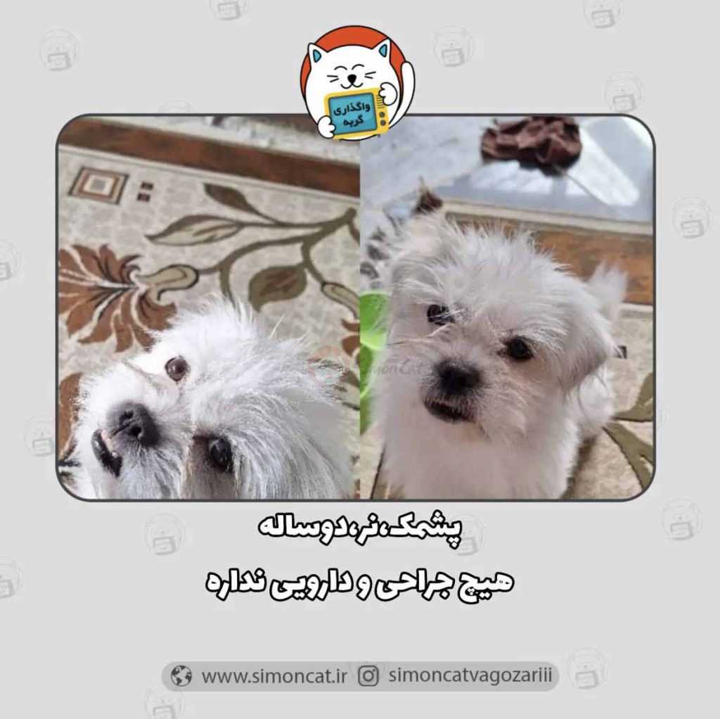 واگذاری سگ