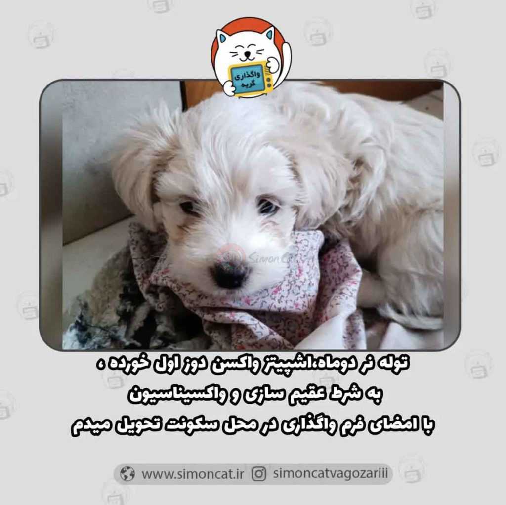 واگذاری سگ اشپیتز