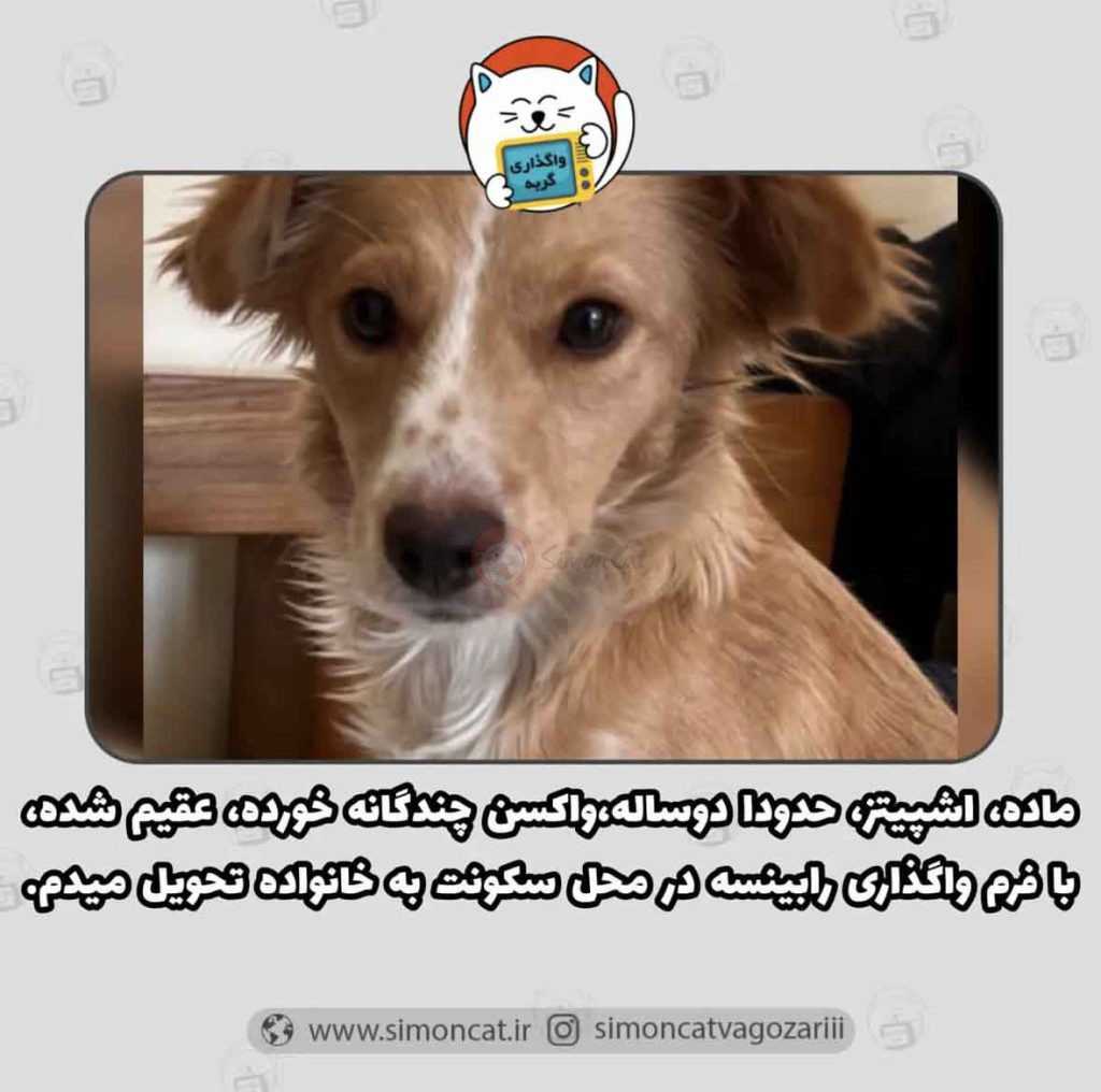 واگذاری سگ اشپیتز آلمانی
