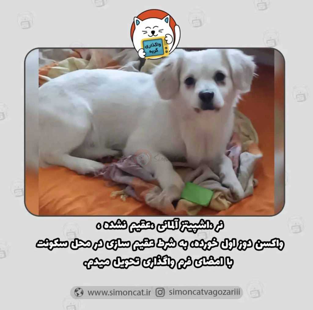 واگذاری سگ اشپیتز نر