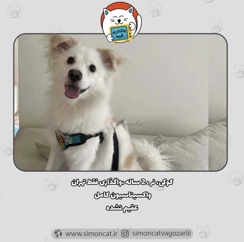 واگذاری سگ رایگان