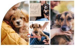 واگذاری سگ رایگان