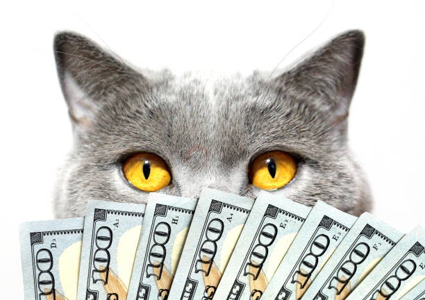 پانسیون مجانی گربه؟