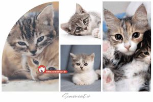 پشک به معنای گربه در زبان فارسی دری