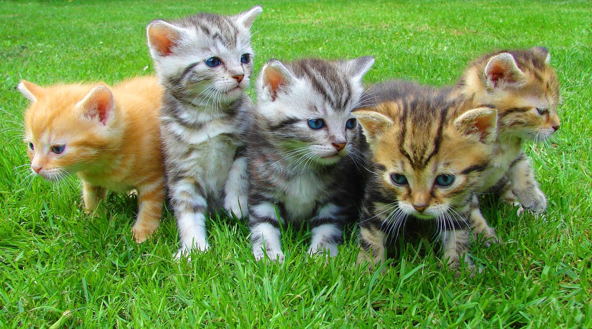 پشک های جذاب