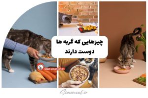 چیزهایی که گربه ها دوست دارند