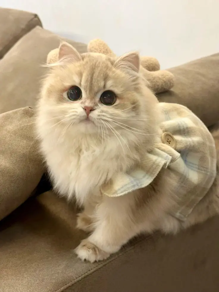 گربه بانمک خانگی