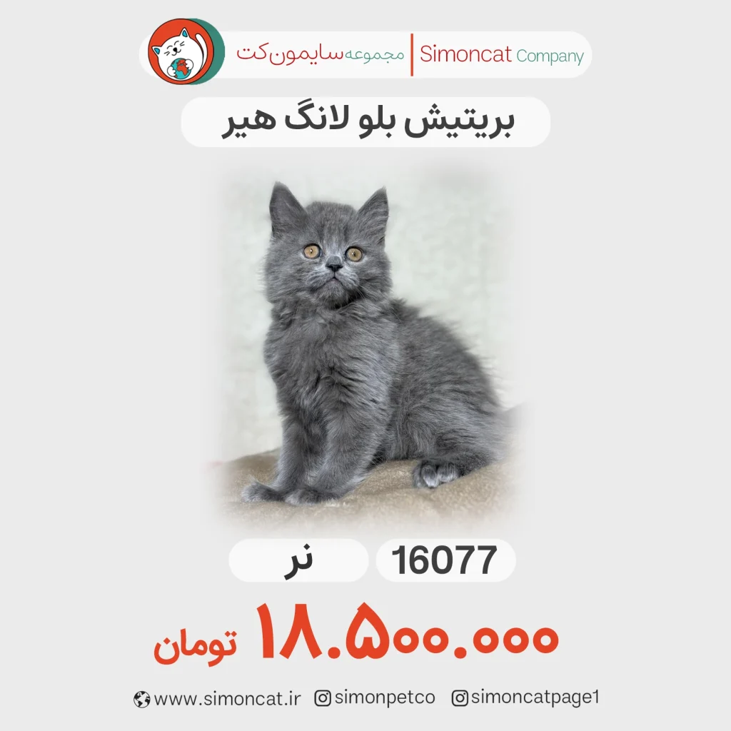 گربه بریتیش بلو لانگ هیر کد 16077