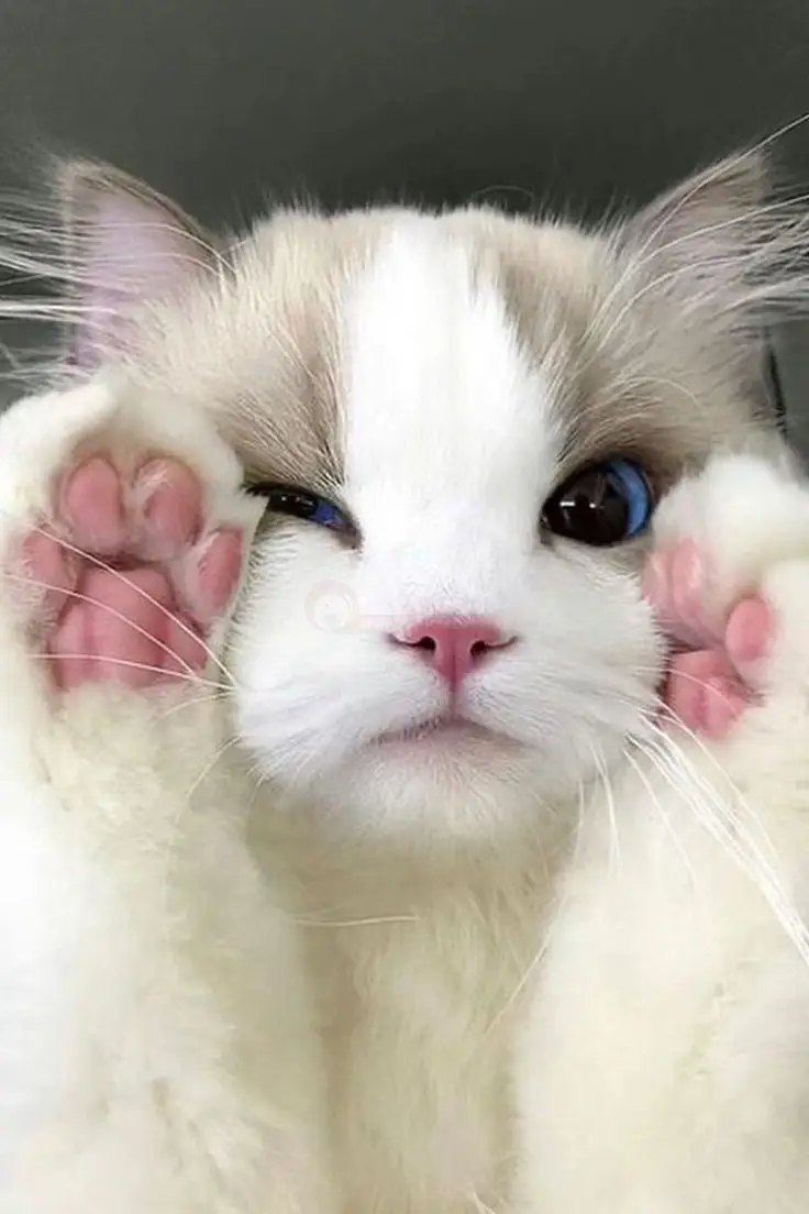 گربه رگدال بامزه
