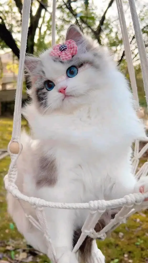 گربه رگدال زیبا