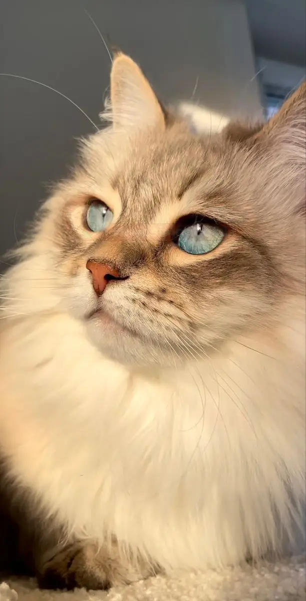 گربه سفید چشم ابی