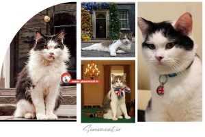 گربه موش گیر ارشد سلطنتی انگلیس