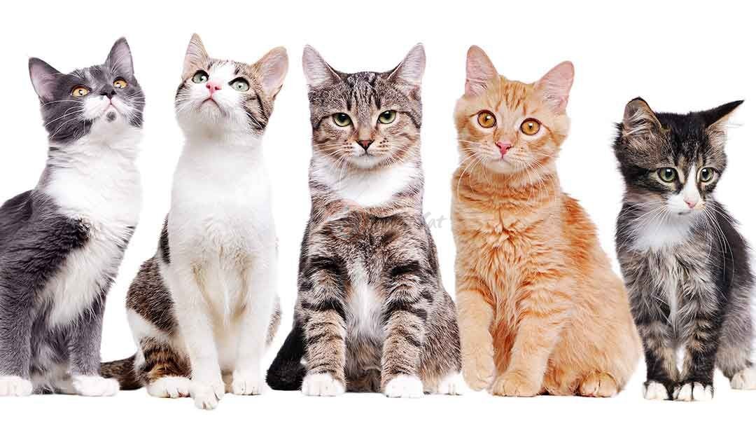 گربه های با رنگ های متنوع