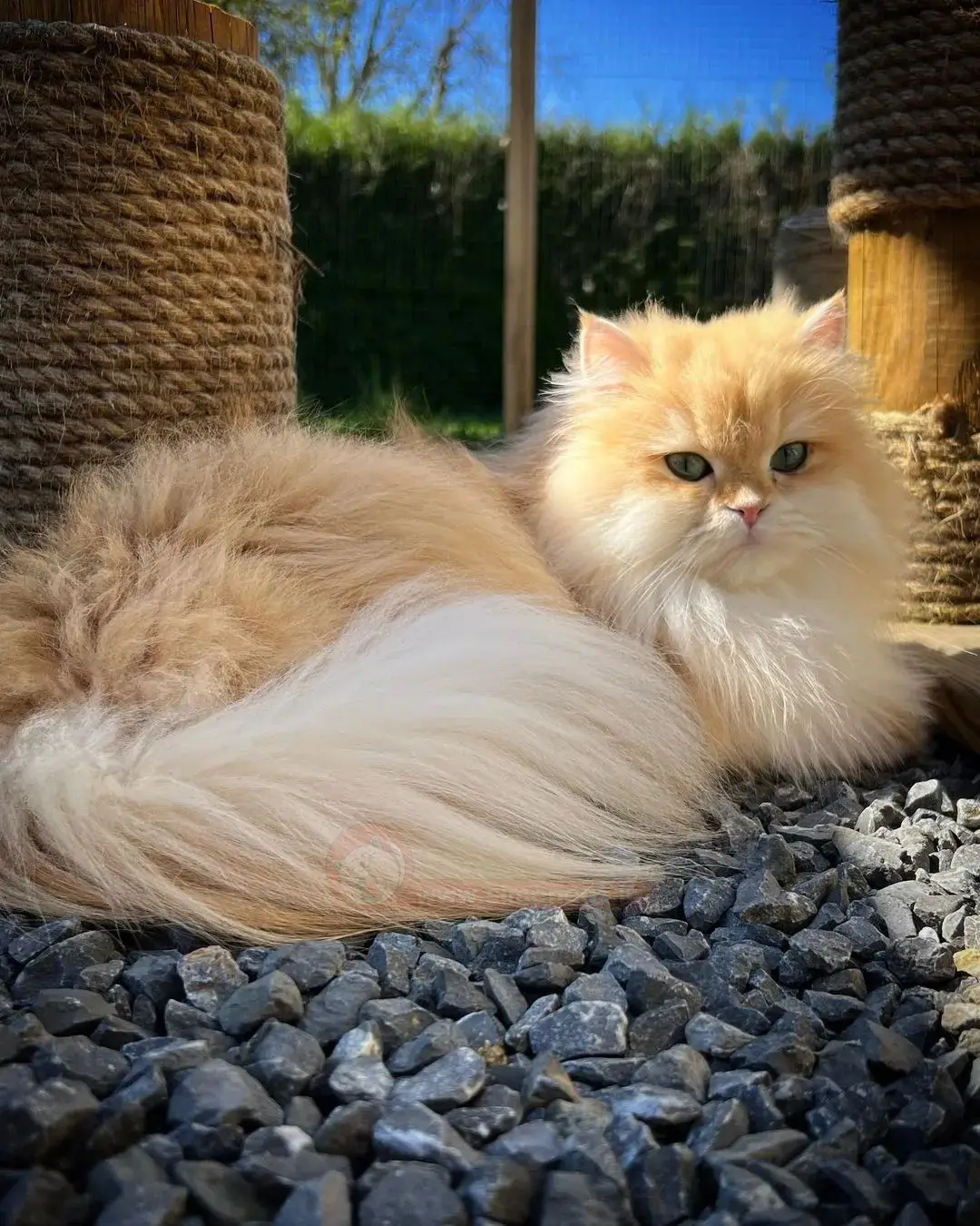 گربه پشمالو طلایی