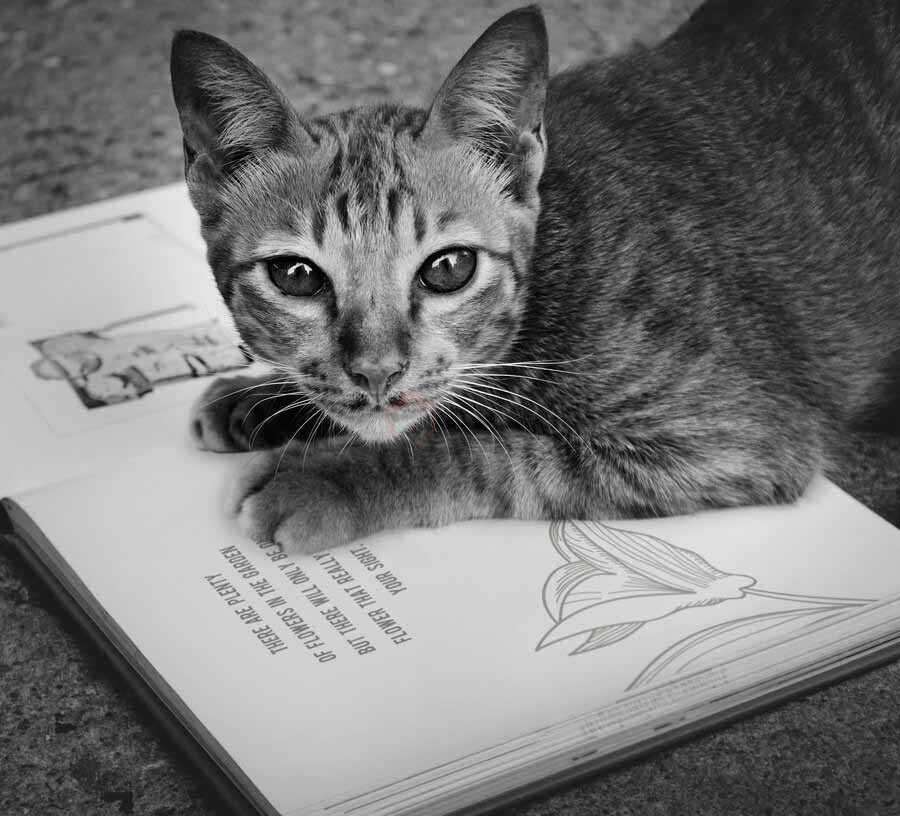 گربه کتابخون
