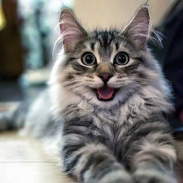 گربه ای با لبخند
