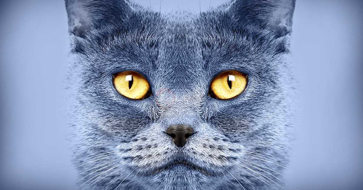 گربه ای با چشم های درخشان
