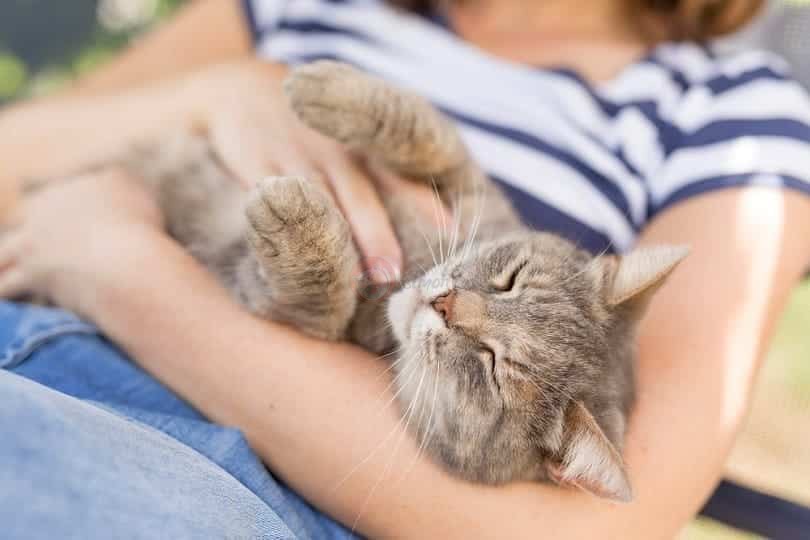 گربه ای در آغوش صاحبش
