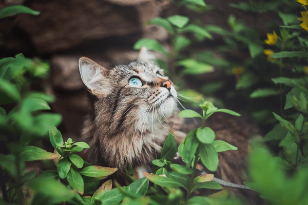 گربه ای در طبیعت