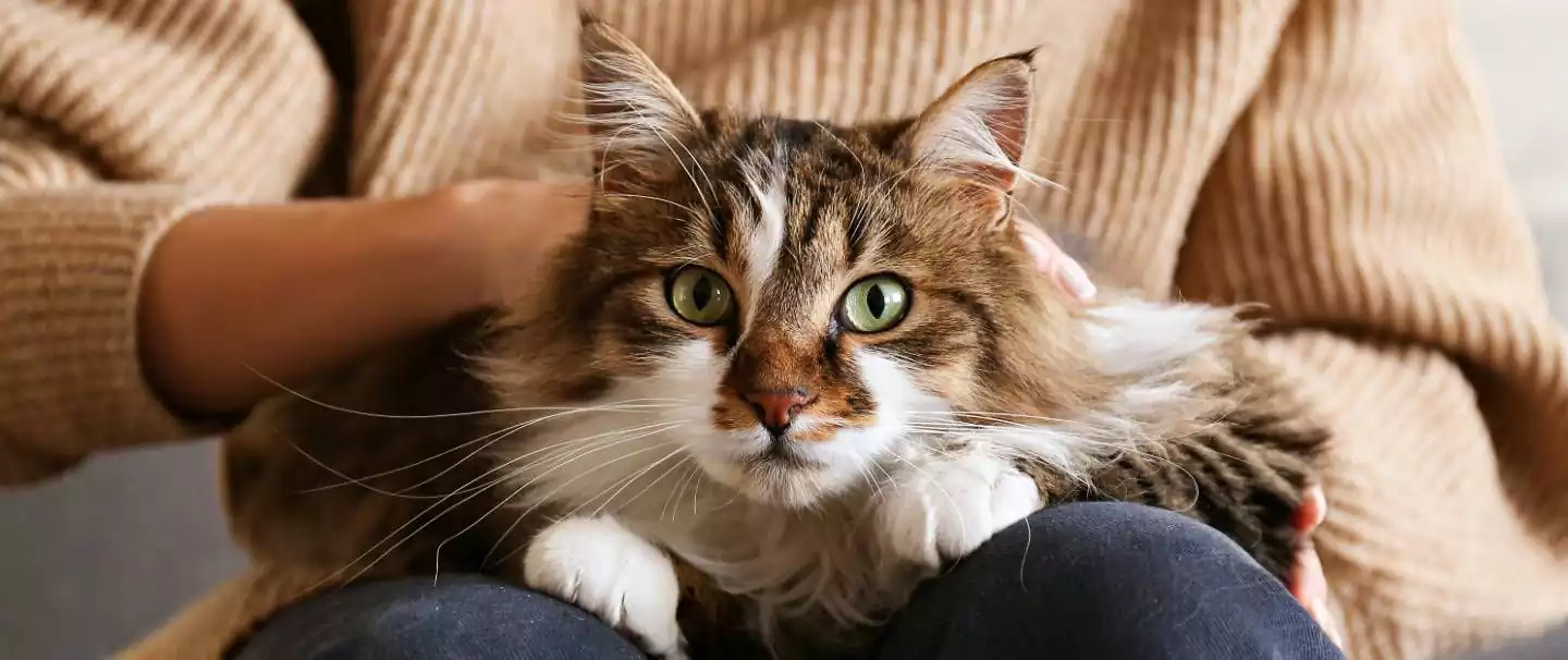 Siberian Cat