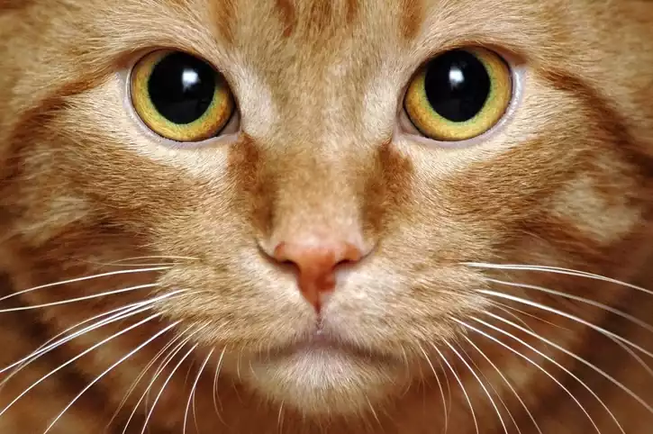 cat's whiskers