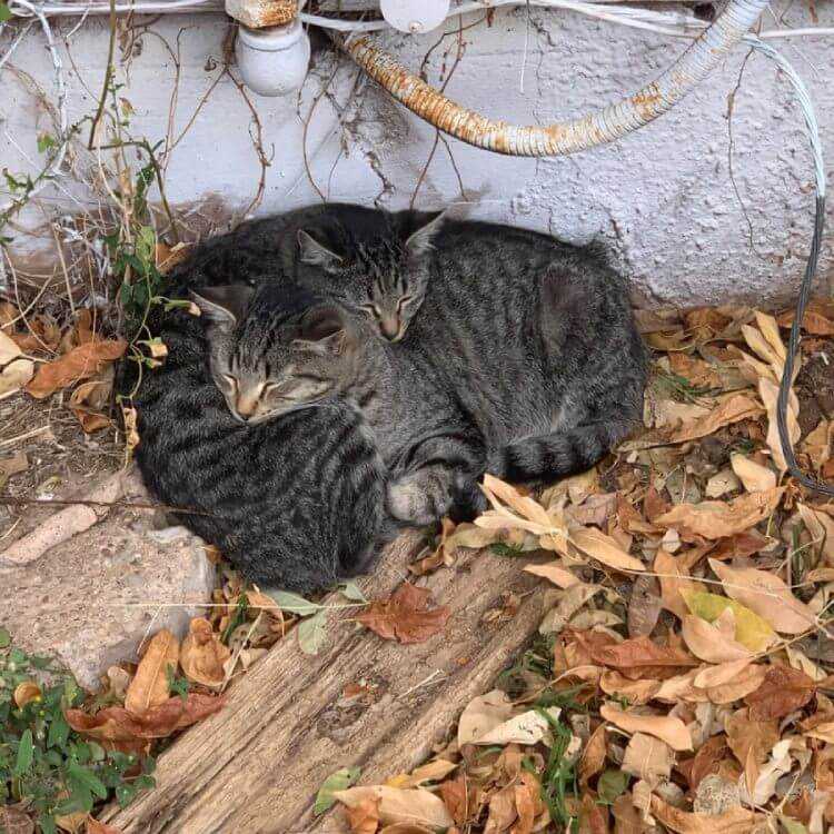 آستانه تحمل سرمای گربه