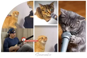 آهنگ گربه با گیتار