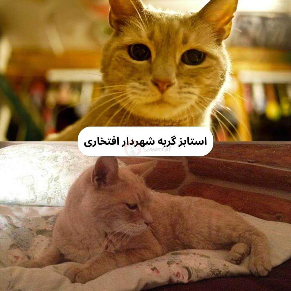 استابز گربه شهردار افتخاری